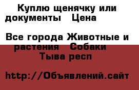 Куплю щенячку или документы › Цена ­ 3 000 - Все города Животные и растения » Собаки   . Тыва респ.